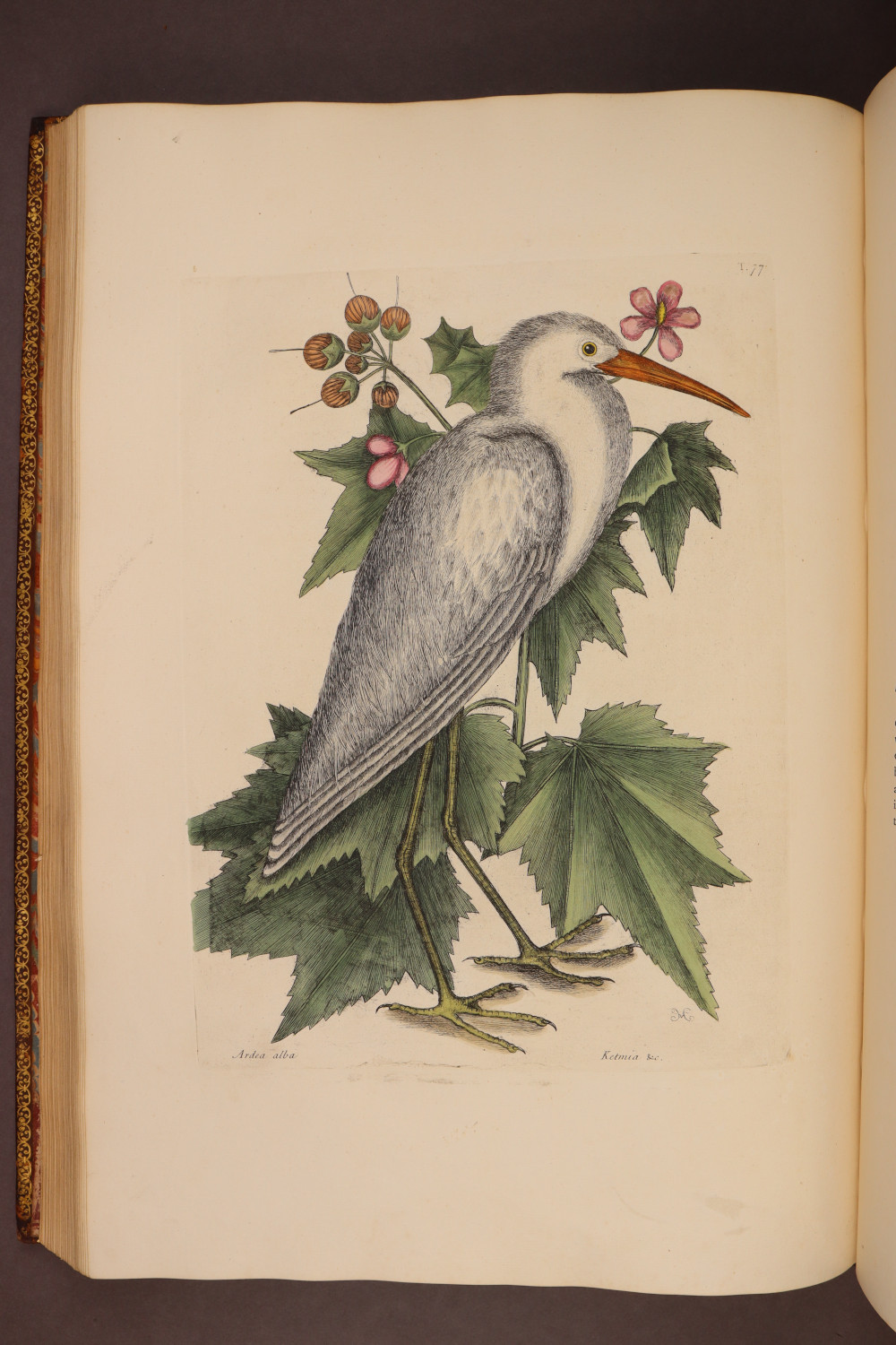 Plate 77